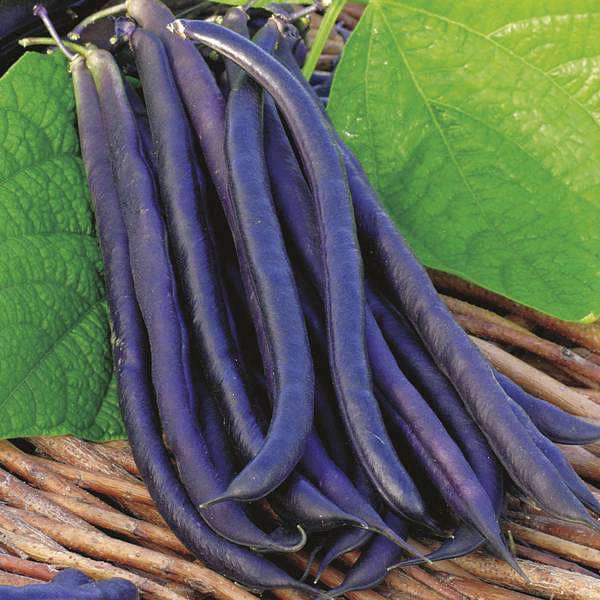 Dwarf Beans Purple Queen Vegetable Seeds
